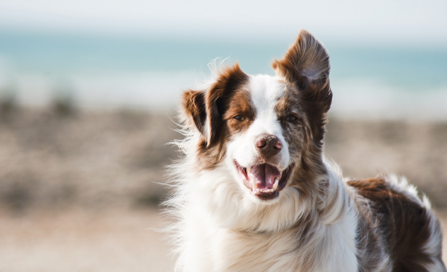 dog with the beach shoreline in the background