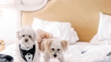 Dogs dressed up in wedding attire