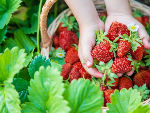 A child picking strawberries.