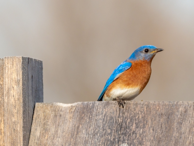 little bird sitting on a fence