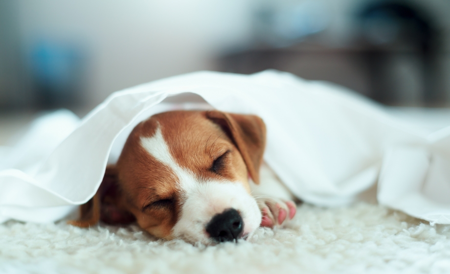 puppy sleeping covered in a blanket