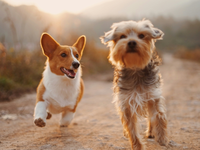 two dogs