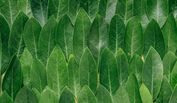 leaf background