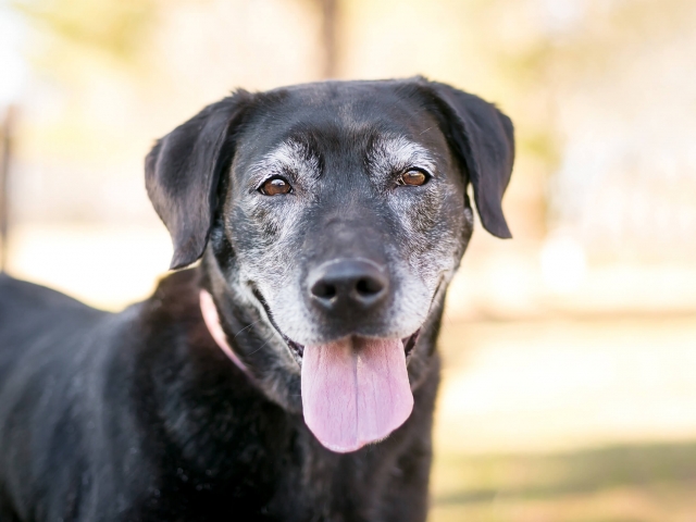 An elderly black dog